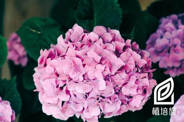 植培施 八仙花hydrangea Macrophylla 落叶灌木类栽培手册 知乎