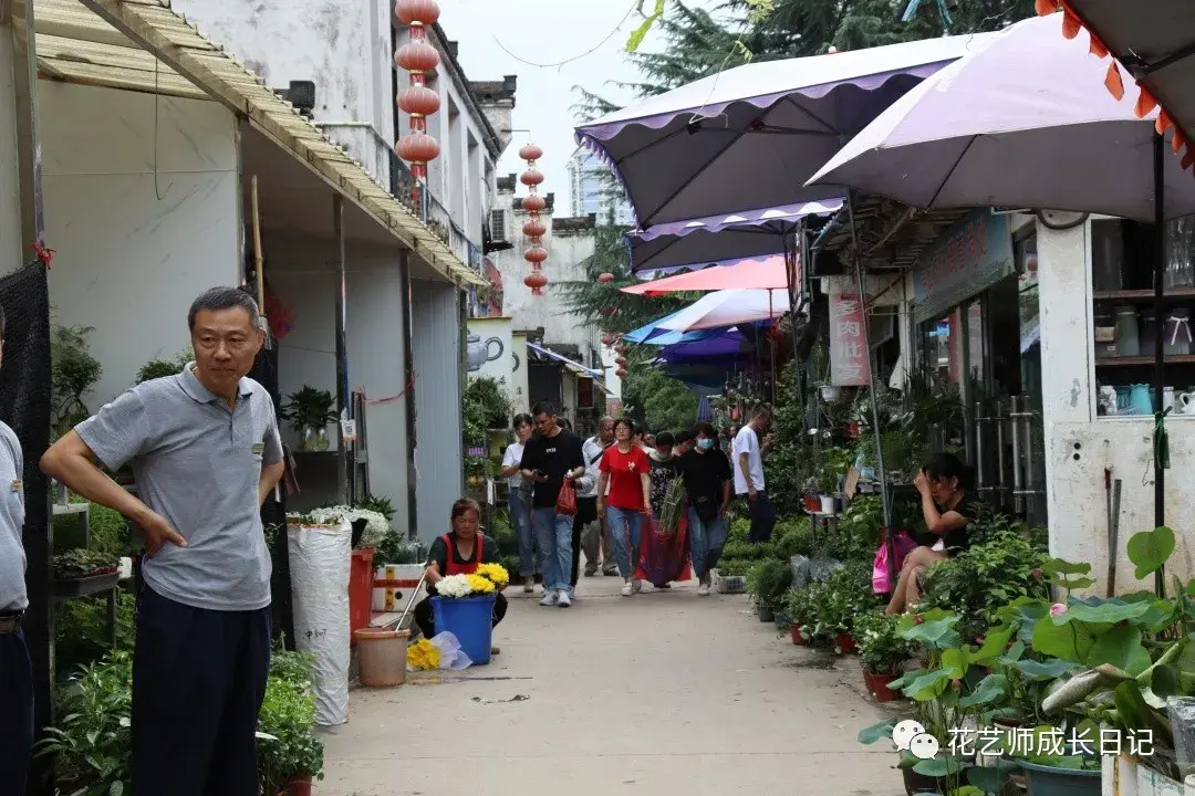 那夏の探访之旅vol1探秘合肥裕丰花市一个人逛花市真的是一件很治愈的