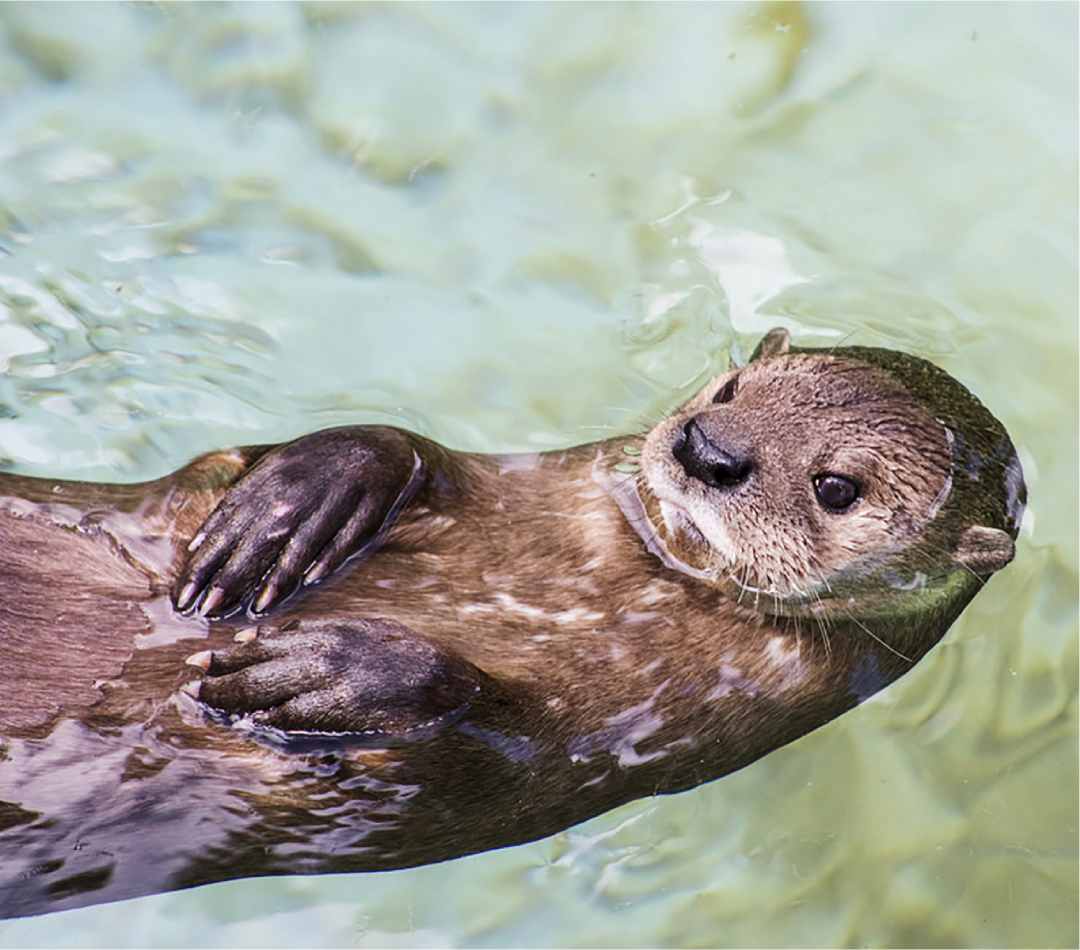 世界水獭日不再跑偏揭露网红嘤嘤怪背后的隐情