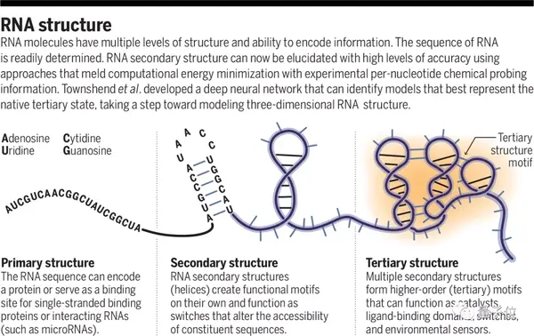 AI预测RNA结构登上Science封面，论文一作已成立药物公司开始招人 - 知乎