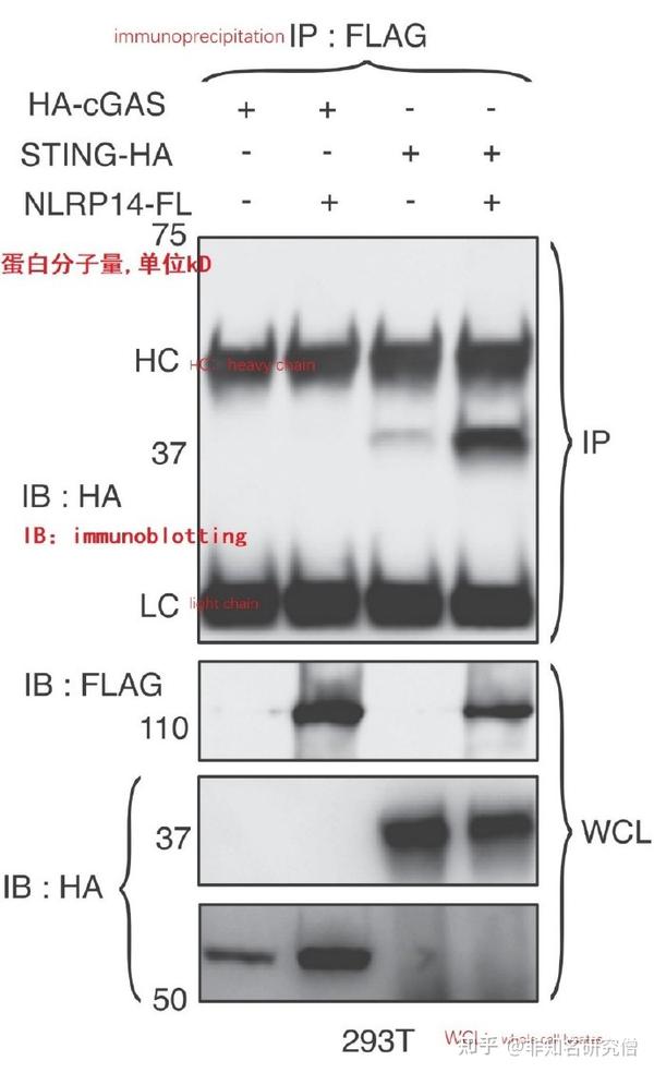 Co-IP的结果解读 - 知乎