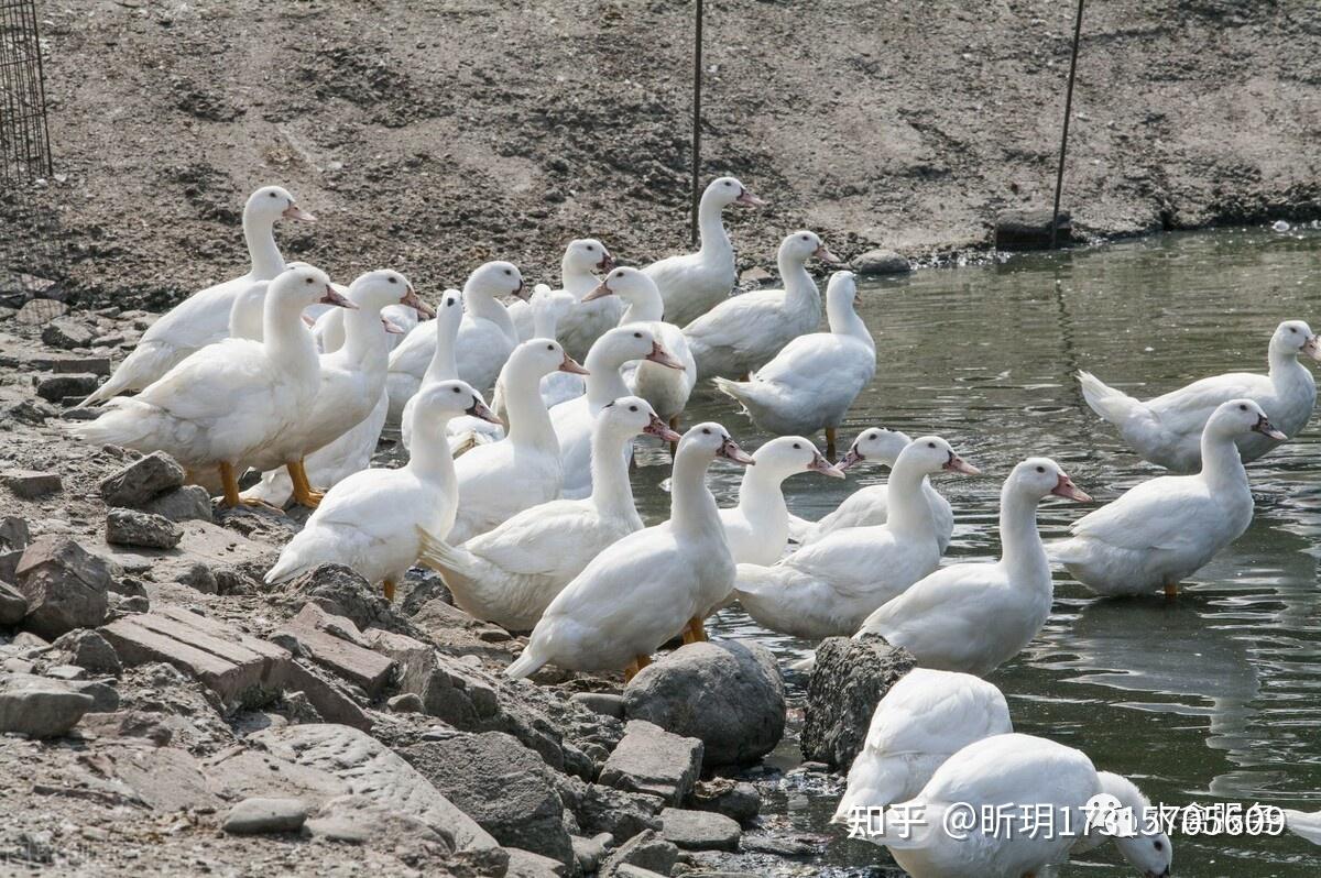 蛋鸭是什么时候下蛋 蛋鸭什么时候开始换羽