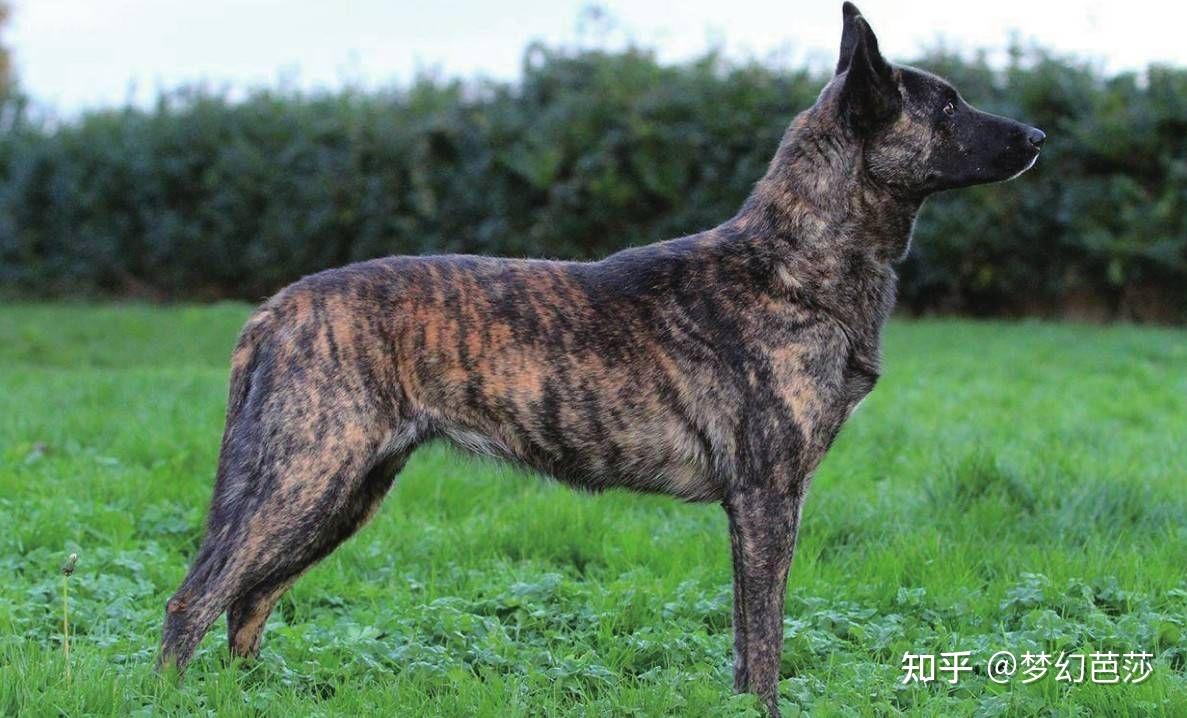 荷兰牧羊犬有杰出的放牧能力和敏捷的反应能力