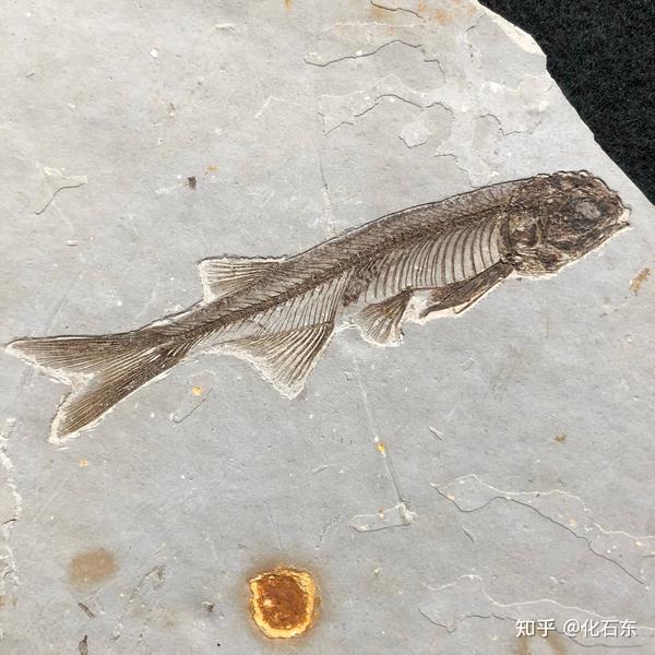 狼鳍鱼化石 - 知乎