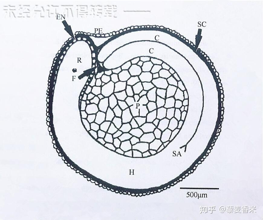 藜麦种子的纵切面显示,胚在外周,种子中有一个基体作为贮藏组织或胚乳