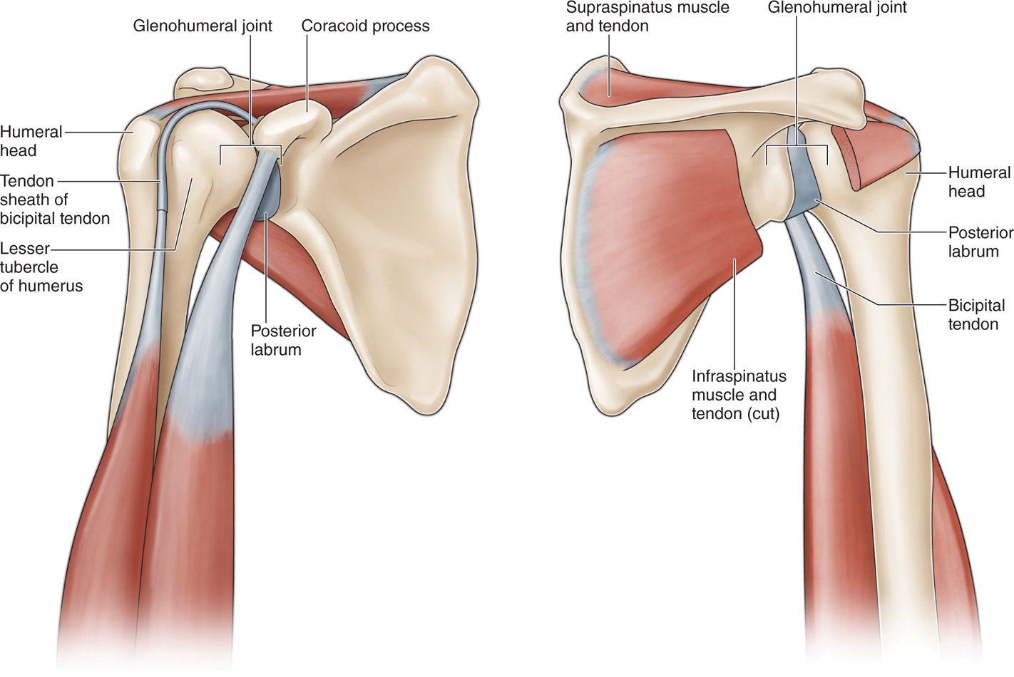 2,肩关节复合体