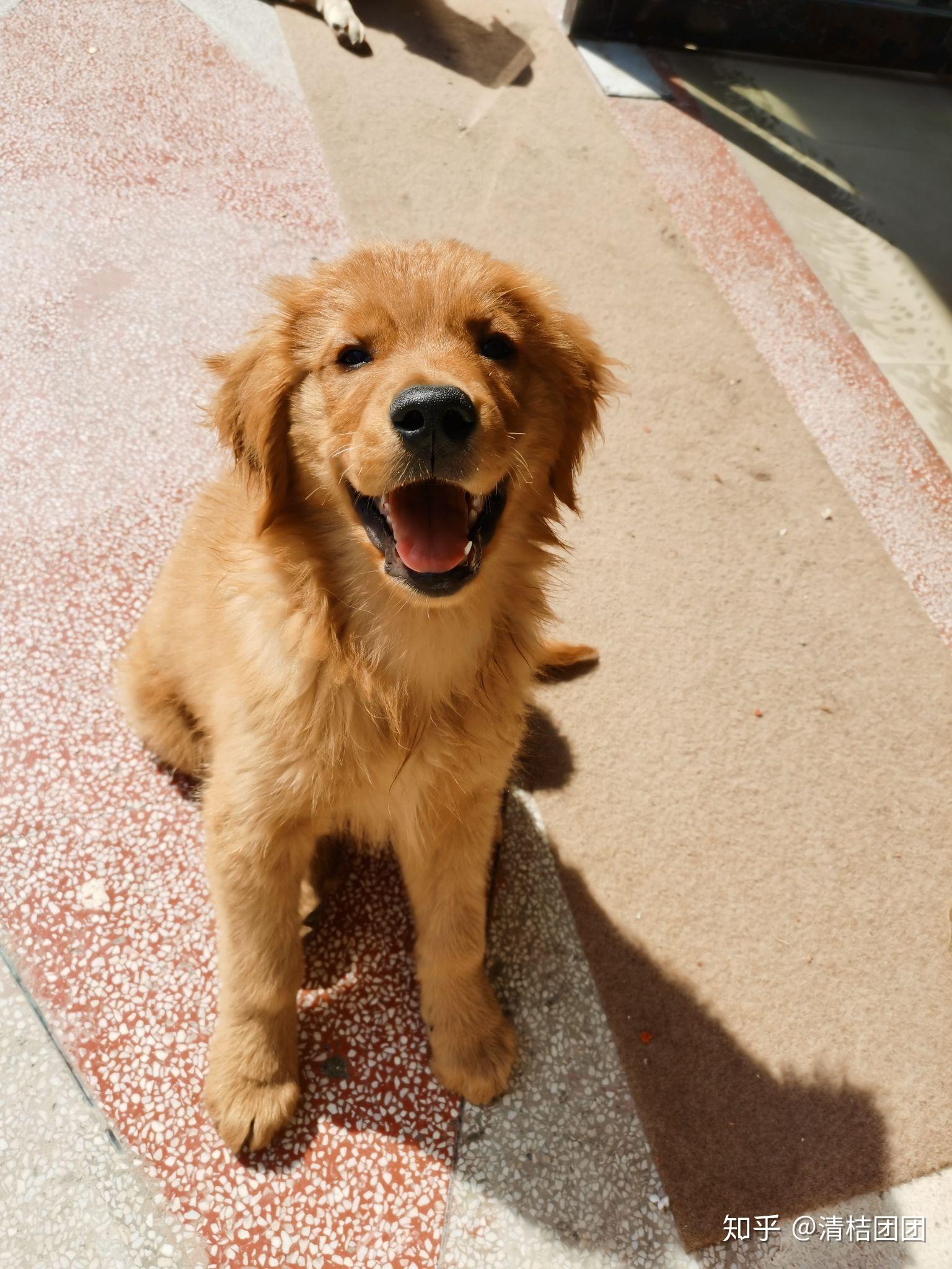 五六个月的金毛应该多大?