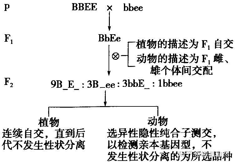 动物杂交育种遗传图解图片