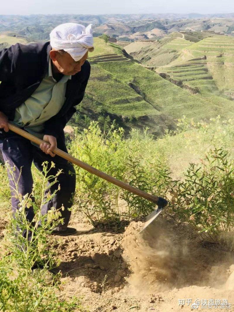 挖掘野生子洲黄芪产品潜力天芪产业助力扶贫