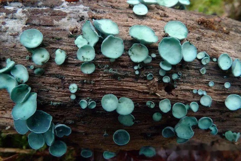 盘菌亚门—锤舌菌纲