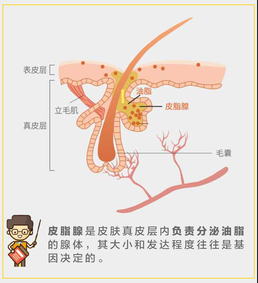 皮脂腺在皮肤哪一层图片