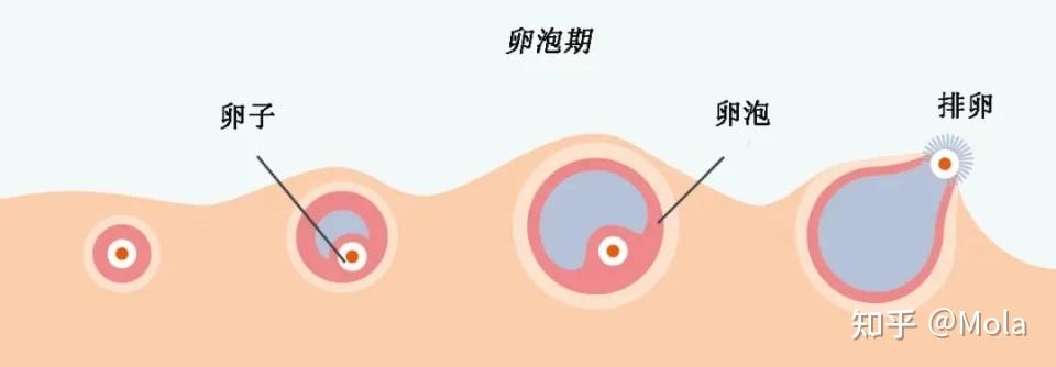 正常卵泡多大才算成熟? - 知乎