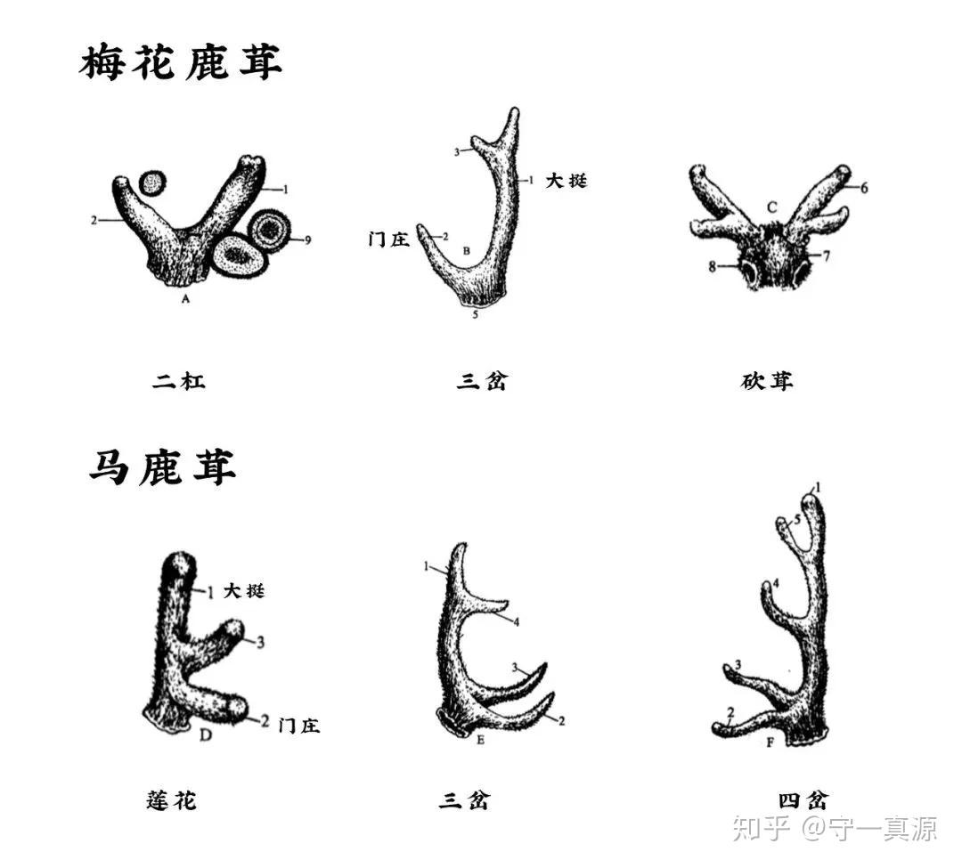 鹿茸刚分开1-3个侧枝,即梅花鹿茸的二杠,三岔,马鹿茸的莲花,三岔,是