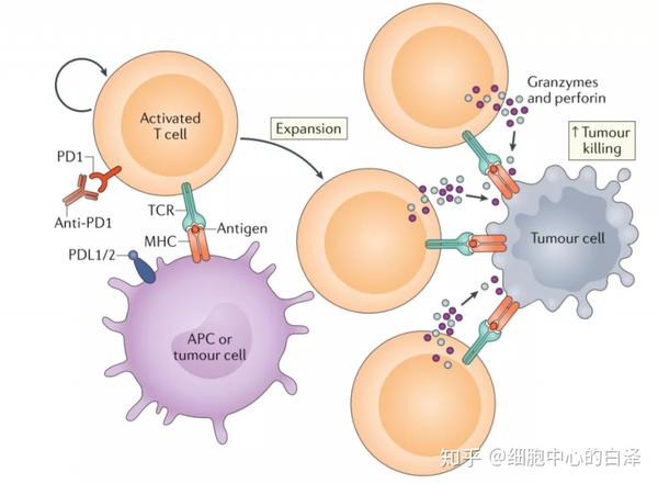 免疫疗法是什么?免疫疗法进展汇总