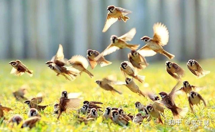 这几只麻雀声音仰扬顿挫,好像是在合唱一首美妙的歌.