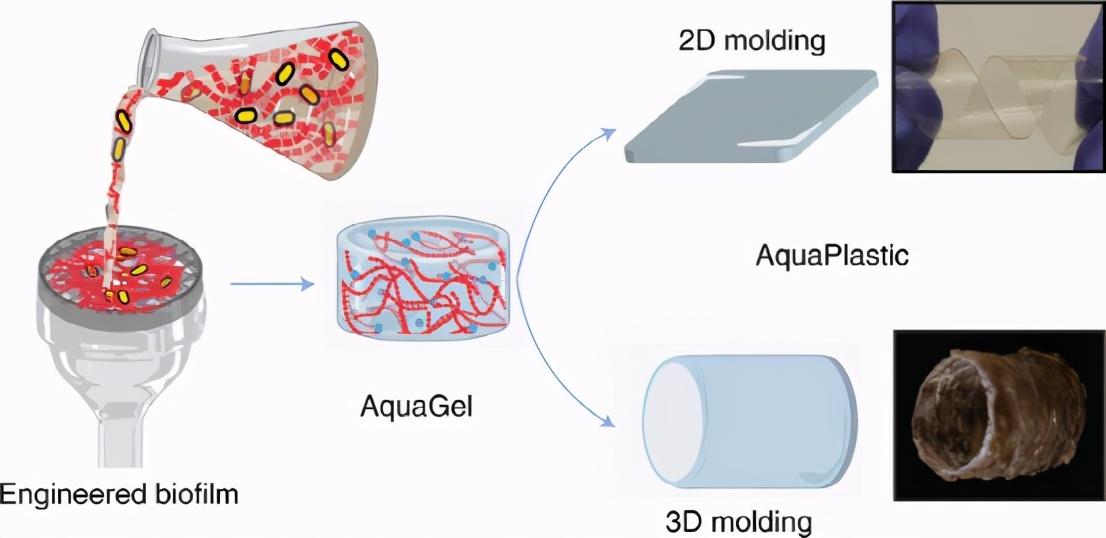 哈佛大學nature子刊生物膜水處理生物降解和塗覆水塑料