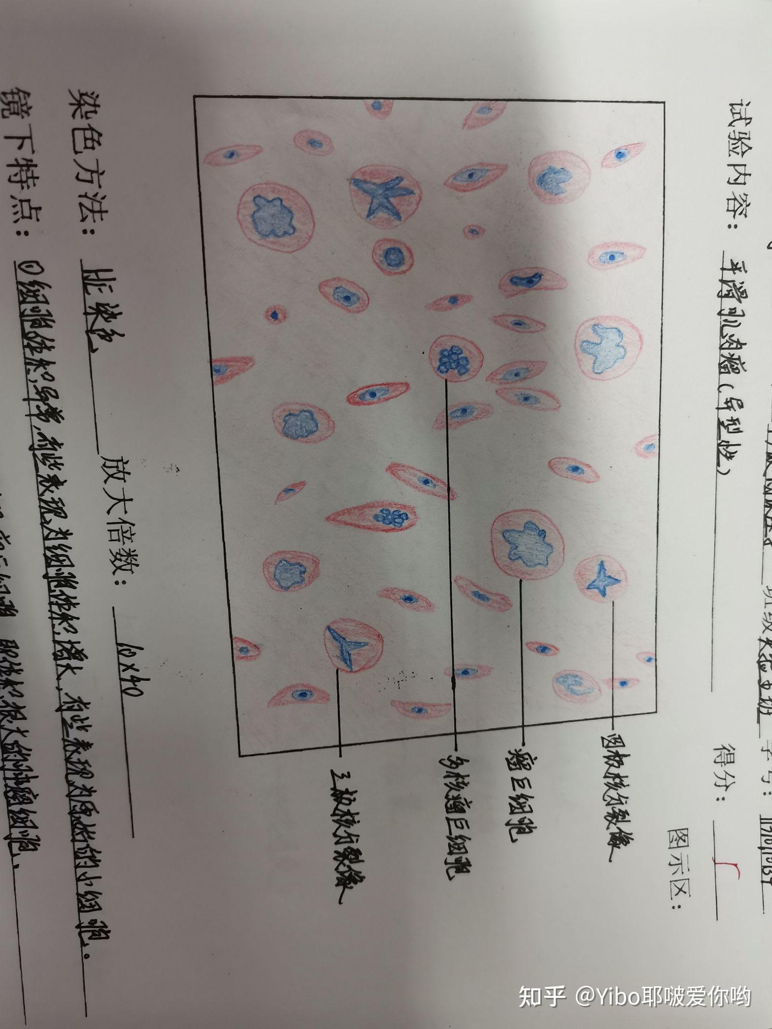 病理实验报告 