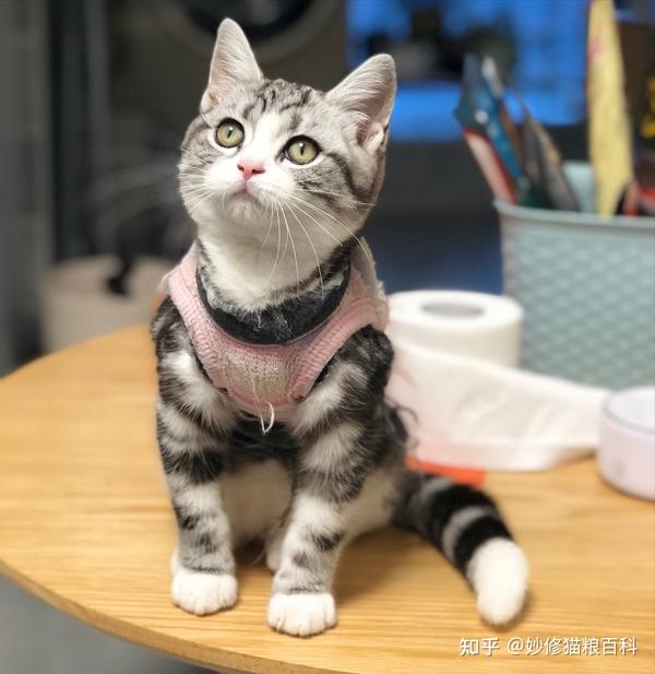 “美短猫”和“英短猫”，哪个更好养？这些方面差别很大 - 知乎