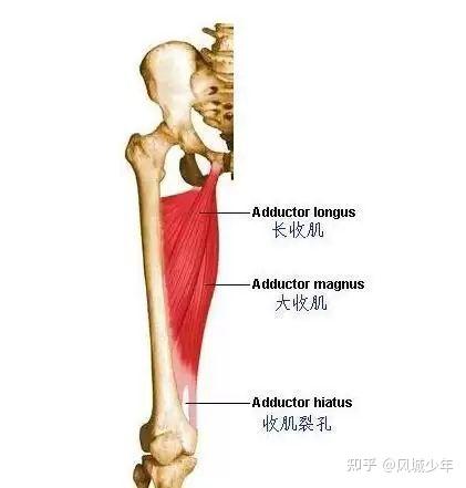 下肢内旋肌肉图片