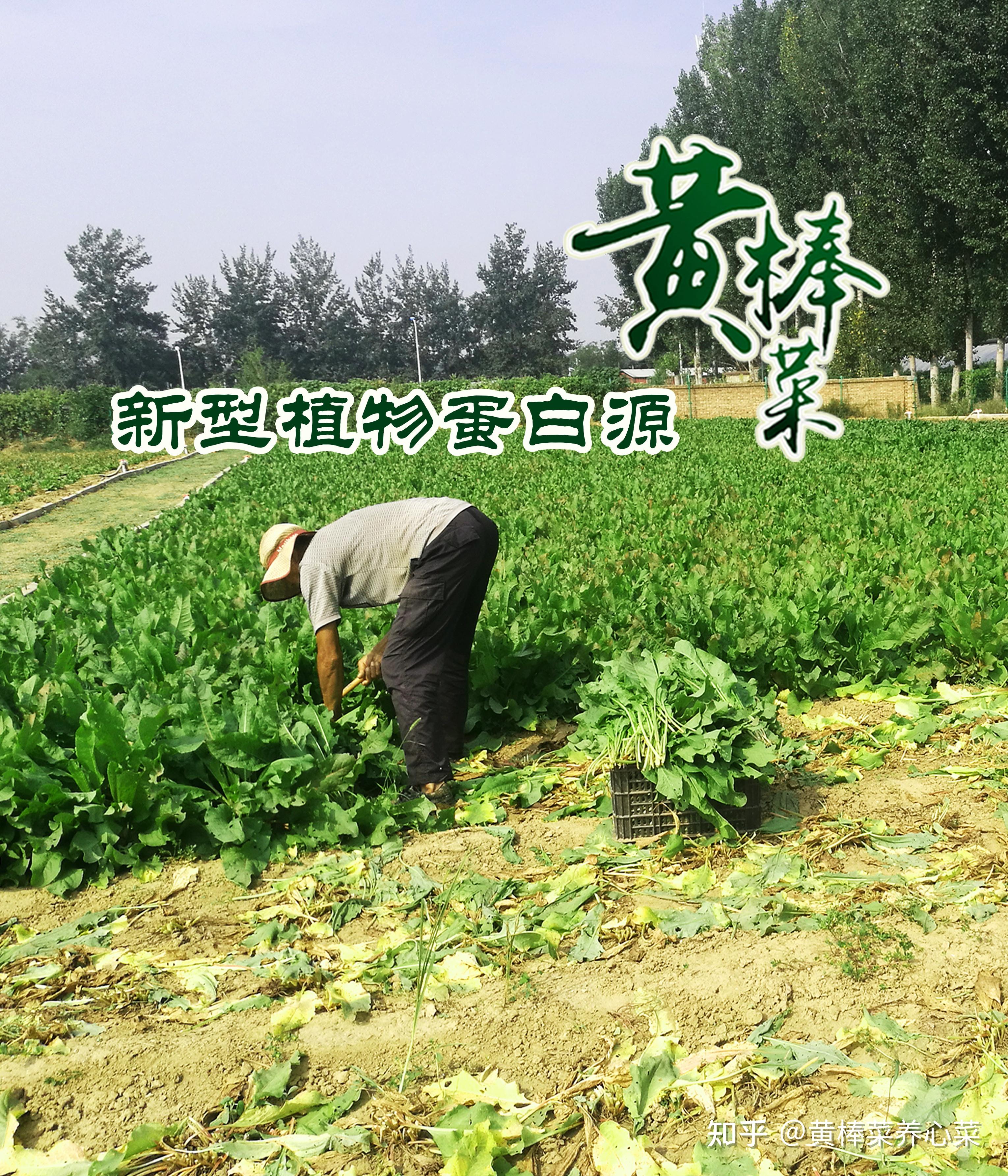 黄棒菜作为一种新型植物蛋白饲料亦可烘干打粉是理想的无抗饲料添加剂