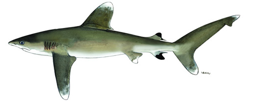 长鳍真鲨(oceanic whitetip shark)