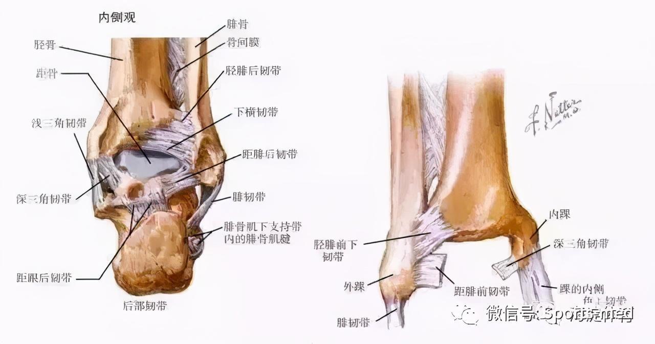 这个是踝关节稳定的主要韧带之一,今天要给大家介绍的是下胫腓联合