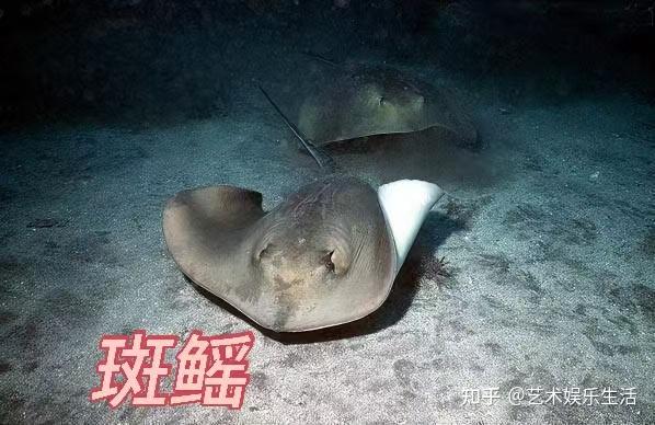 9种鳐科的鱼类，隐藏在深海的鱼类 - 知乎