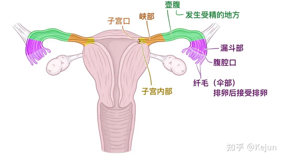 人体解剖学基础