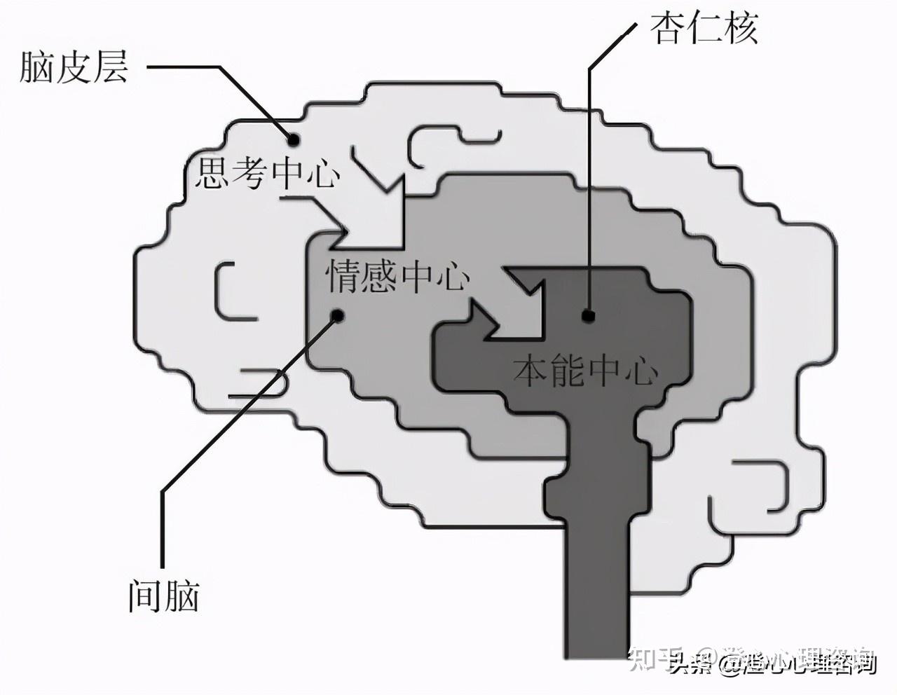 maclean)提出"三重脑理论,他根据进化史上出现的先后顺序,将人类大脑