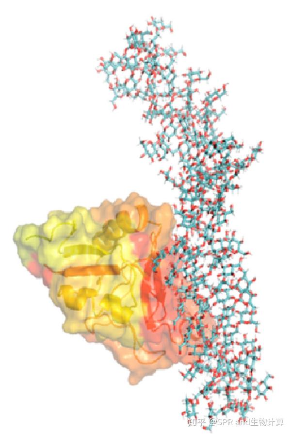  dectin 1 