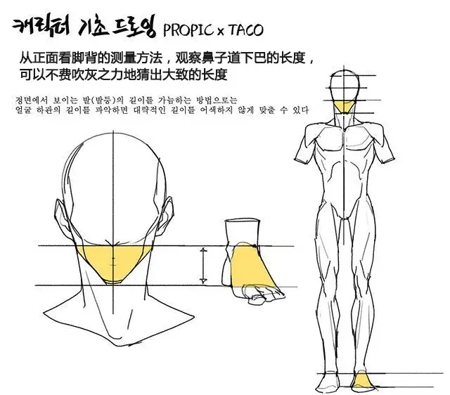 人物總是畫不好超詳細的人體比例畫法教程趕緊碼住