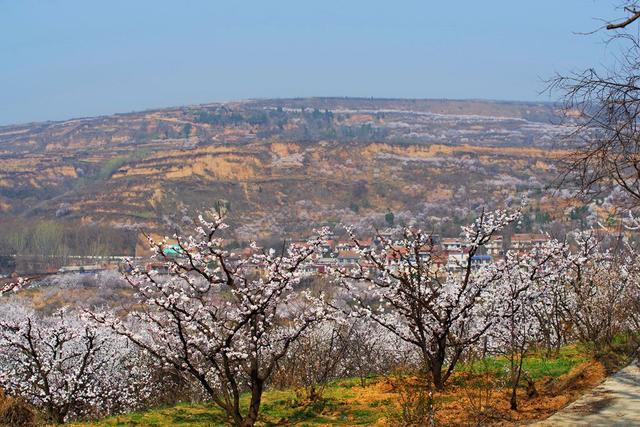 蓝田华胥镇杏花谷杏花怒放花香满谷香飘十里