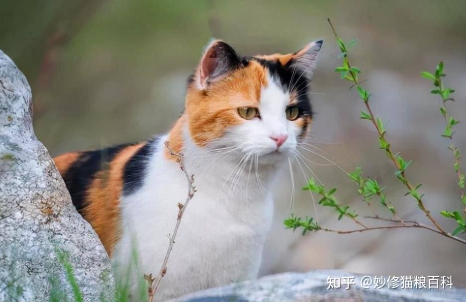中国的“八大名猫”，你知道哪一个？ - 知乎