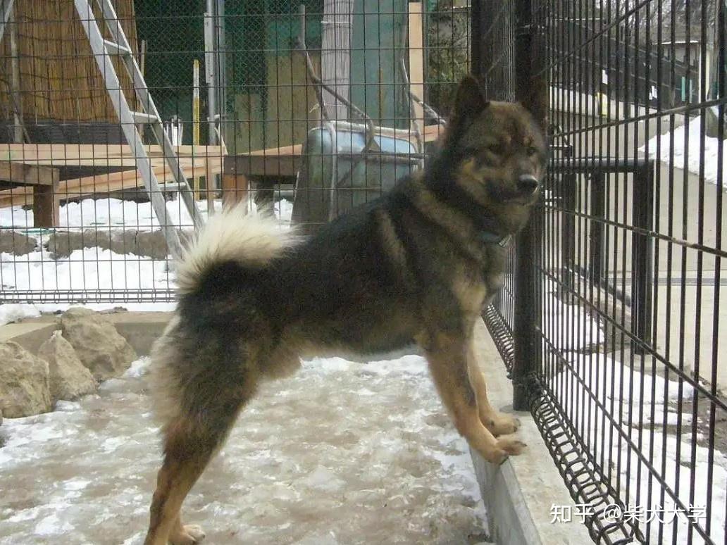 柴犬は全部で5種類！绳纹柴、山陰柴、美濃柴、信洲柴、川上柴- 知乎