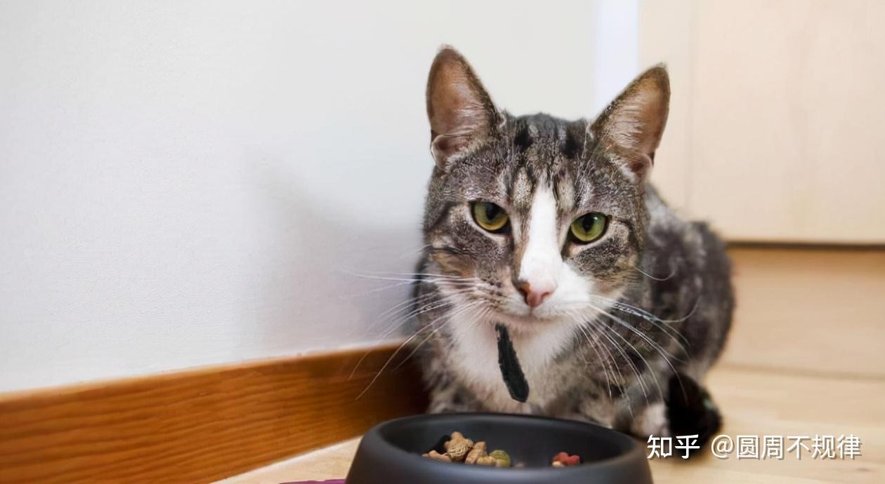 寵主可以給它們餵食一些寵物羊奶粉補充營養