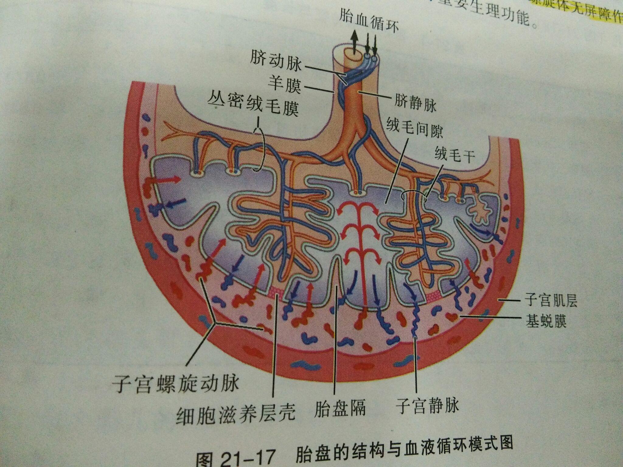 什么是胎盘屏障