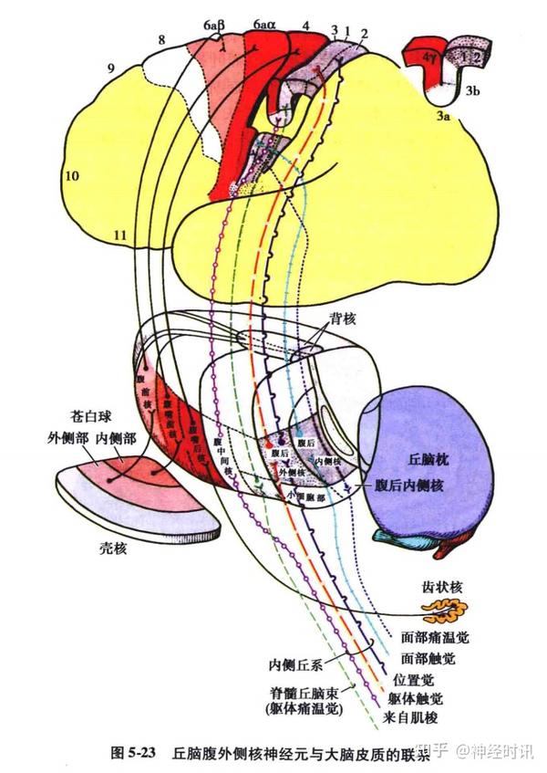 额叶的解剖功能定位精讲【收藏起来} - 知乎