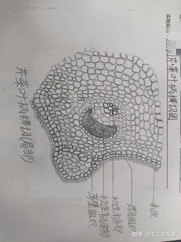 绘制芹菜叶柄横切图 - 知乎