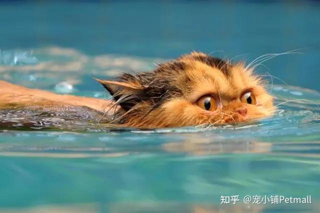 教练说,直视前方,划水划水划水……拍什么拍,没见过猫游泳啊!