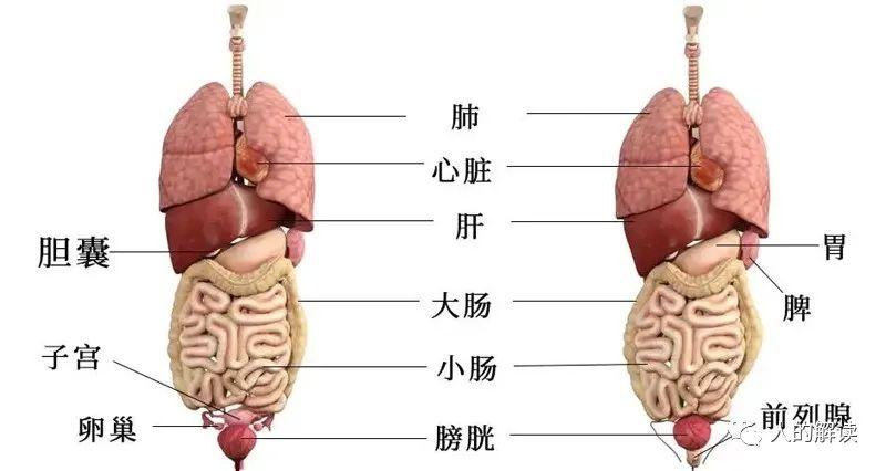 经络线路在手部与足部分为前线,中线和后线三条线路.