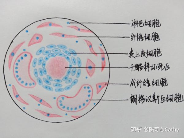 肺炎链球菌红蓝铅笔图片