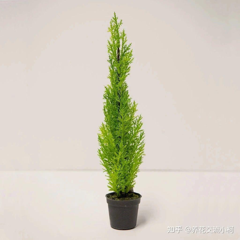 摸一下就有香味的香松，传言能驱蚊，养了后才发现易干枯，难呀！ - 知乎