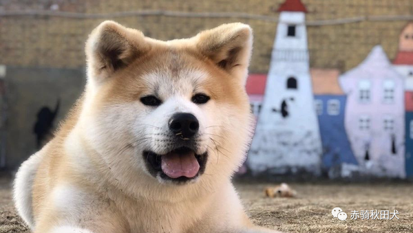 日系秋田犬只有三种毛色 No 赤骑秋田犬舍来为你揭晓一种隐藏色系 知乎