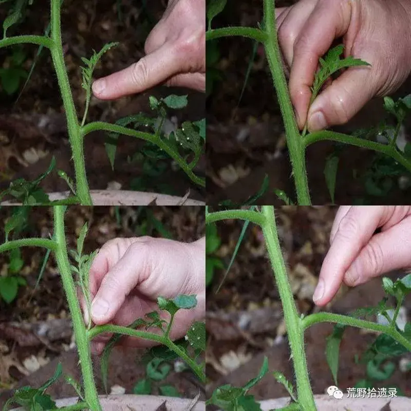 如何修剪番茄没有比这个更详细的了