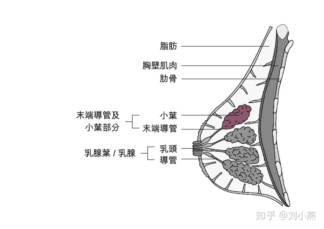 和情緒,月經關係比較大,可能是乳腺增生,建議吃點消炎藥