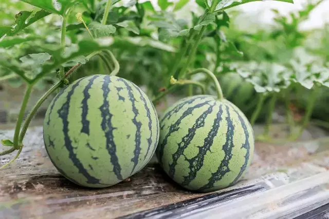 西瓜这样吃竟然意外地好吃3种拯救夏天的另类西瓜料理