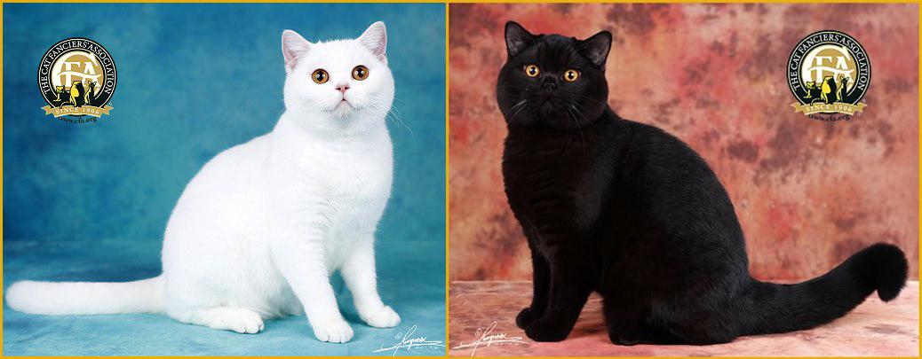 猫咪花色分类及遗传大全 知乎 猫咪花色分类及遗传大全 知乎