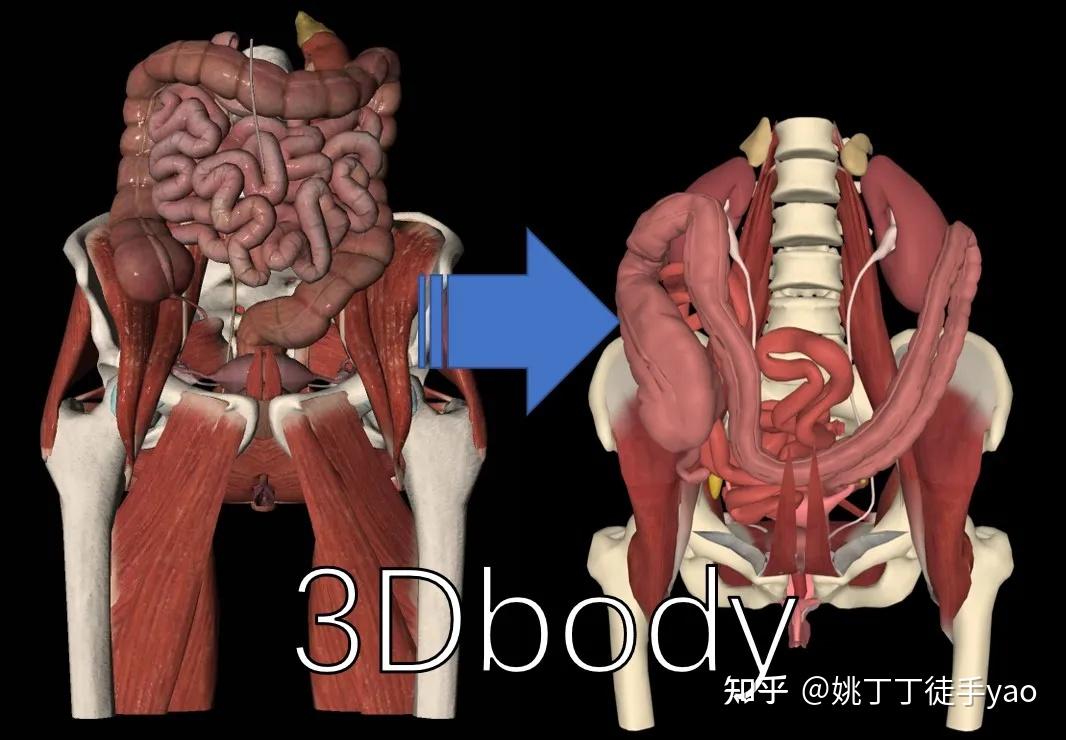 5分钟清晰了解产后骨盆闭合康复