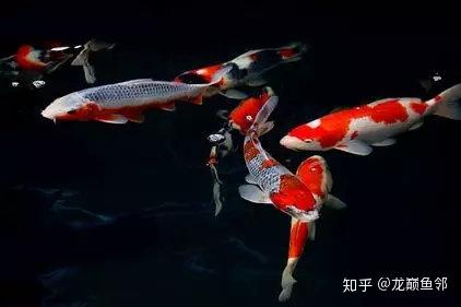 天冷了 锦鲤过冬需知 快来了解一下 知乎