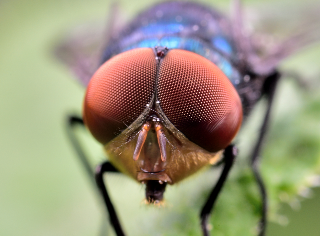 老蛙正式发布58mm f2.8 2x 全画幅微距镜头